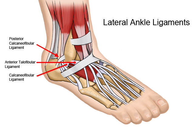 ankle and foot Physiotherapy