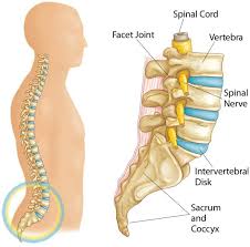 spondylolisthesis